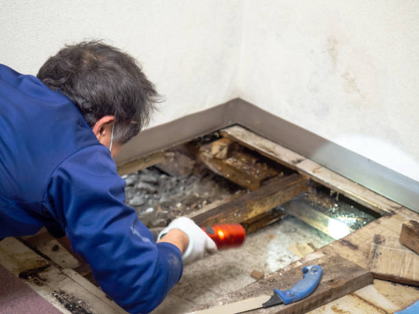 Best Fast Mold Removal  in Marengo, IA