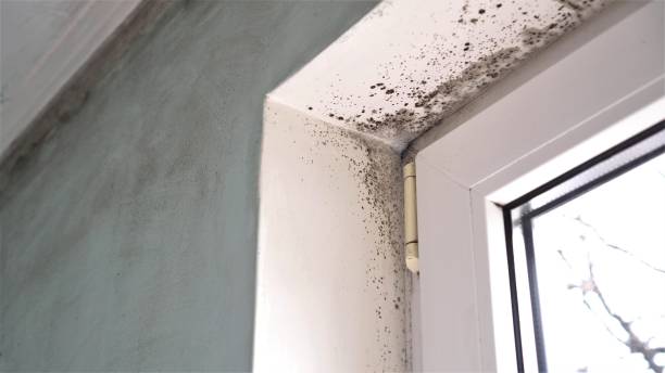 Best Mold Remediation  in Marengo, IA