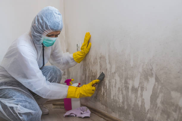 Best Office Mold Removal Services  in Marengo, IA