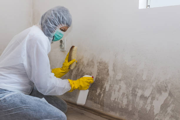 Best Mold Damage Repair  in Marengo, IA