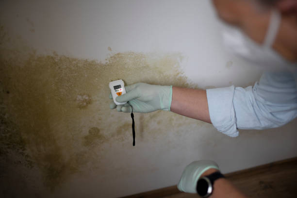 Professional Mold Removal in Marengo, IA