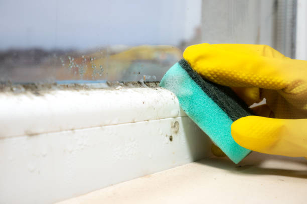 Best Black Mold Removal  in Marengo, IA