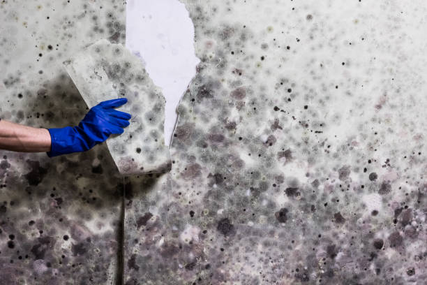 Mold Removal Process in Marengo, IA