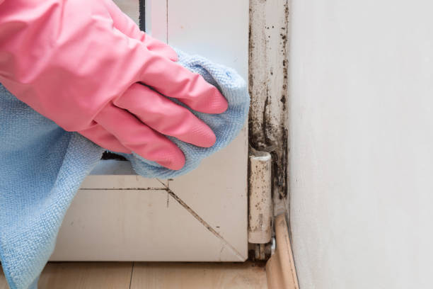 Best Mold Removal Near Me  in Marengo, IA