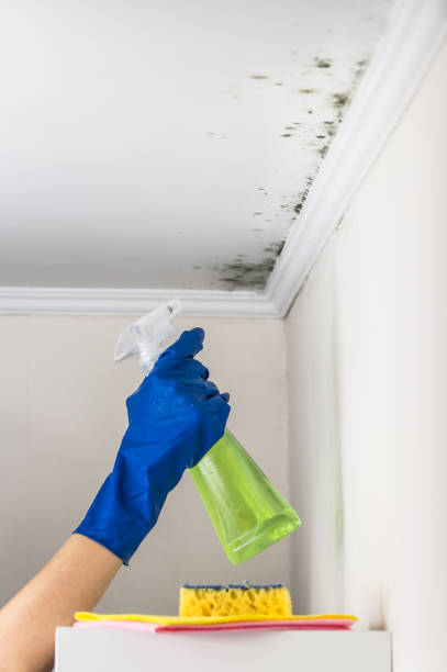 Best Emergency Mold Removal  in Marengo, IA